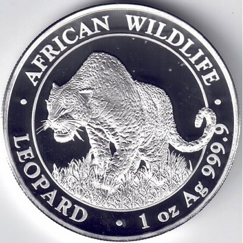 2023. Onza Somalia. Leopardo